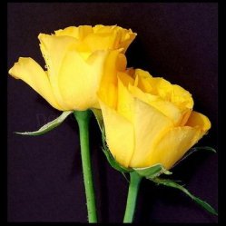 https://thewellinthegarden.wordpress.com/2013/09/22/yellow-roses-by-anon/